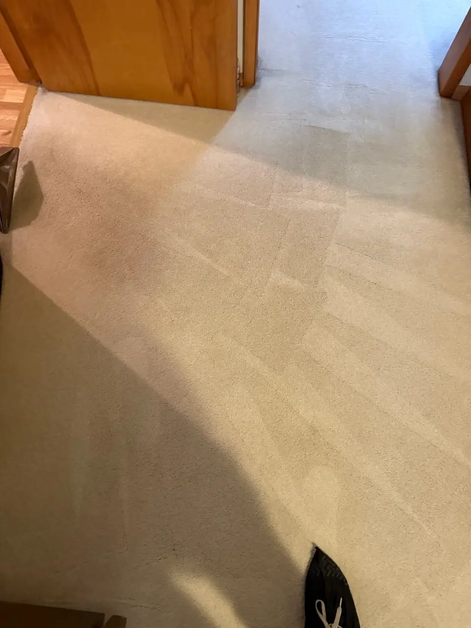 Carpet after pet stain and odor removal — Olympia, WA