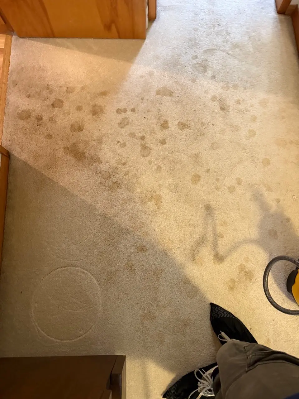 Carpet with pet urine stains before cleaning — Olympia, WA